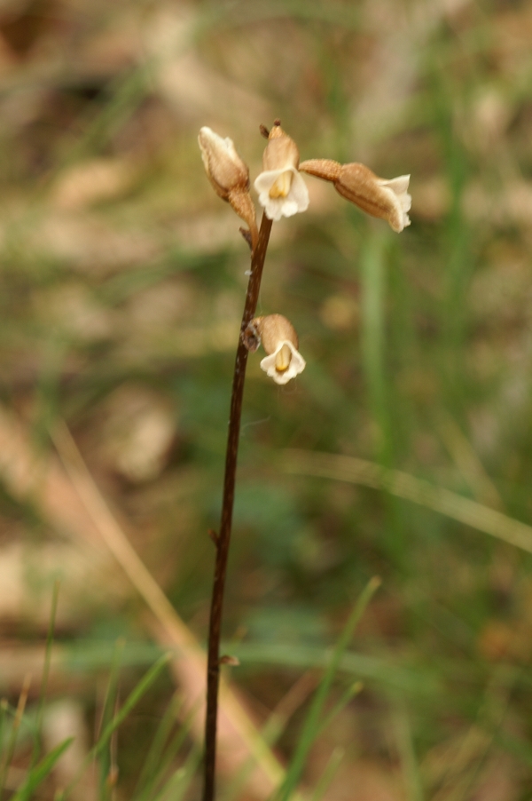 Gastrodia sesimoides